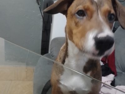 Fred (Adoção Urgente)
