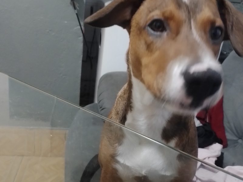 Fred (Adoção Urgente)