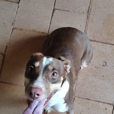 Gustavo