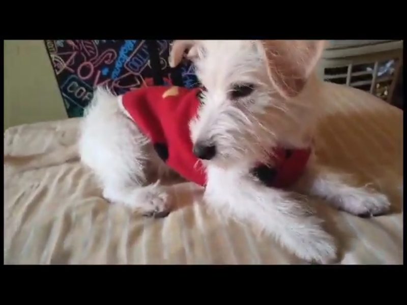 Billy (Adoção Urgente)