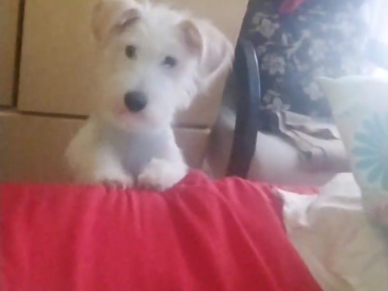 Billy (Adoção Urgente)