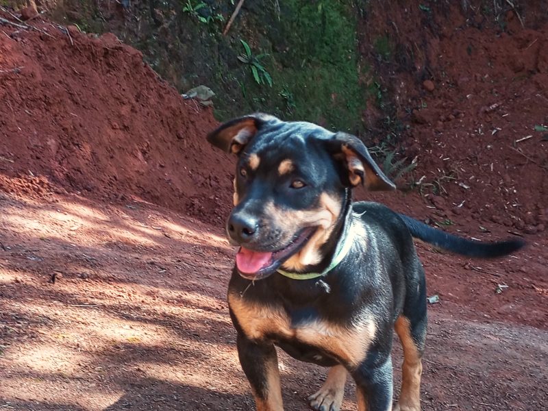 Juvenal (Adoção Urgente)