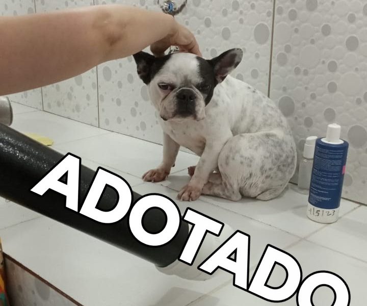 Xico (Adoção Urgente)