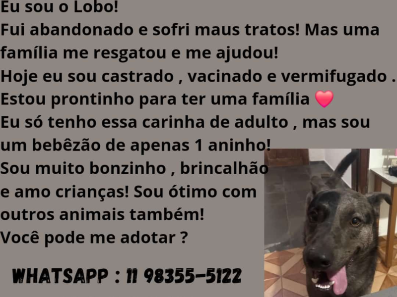 Lobo (Adoção Urgente)