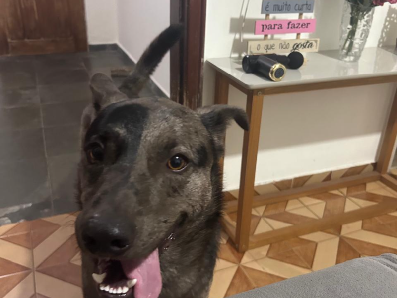 Lobo (Adoção Urgente)