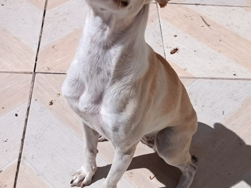 2 Cães (Adoção Urgente)