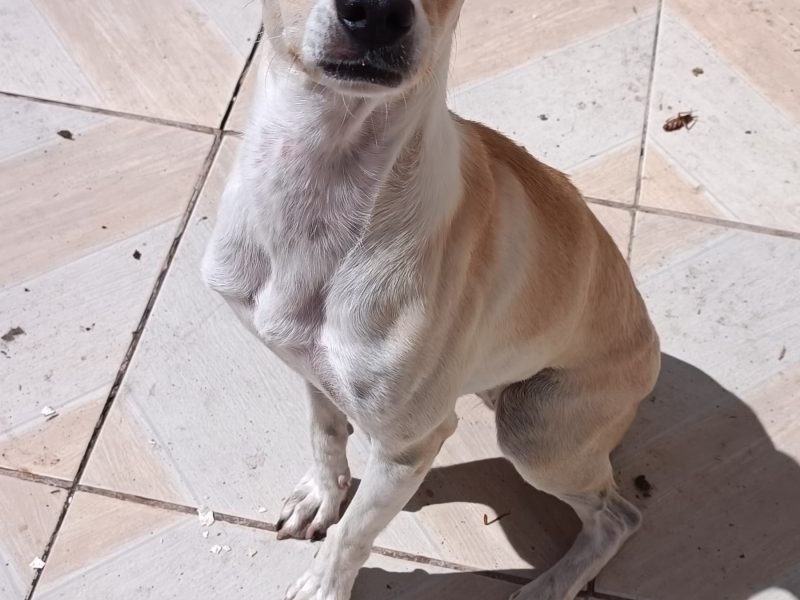 2 Cães (Adoção Urgente)