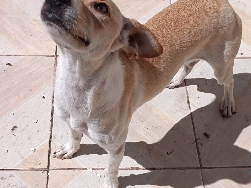 2 Cães (Adoção Urgente)