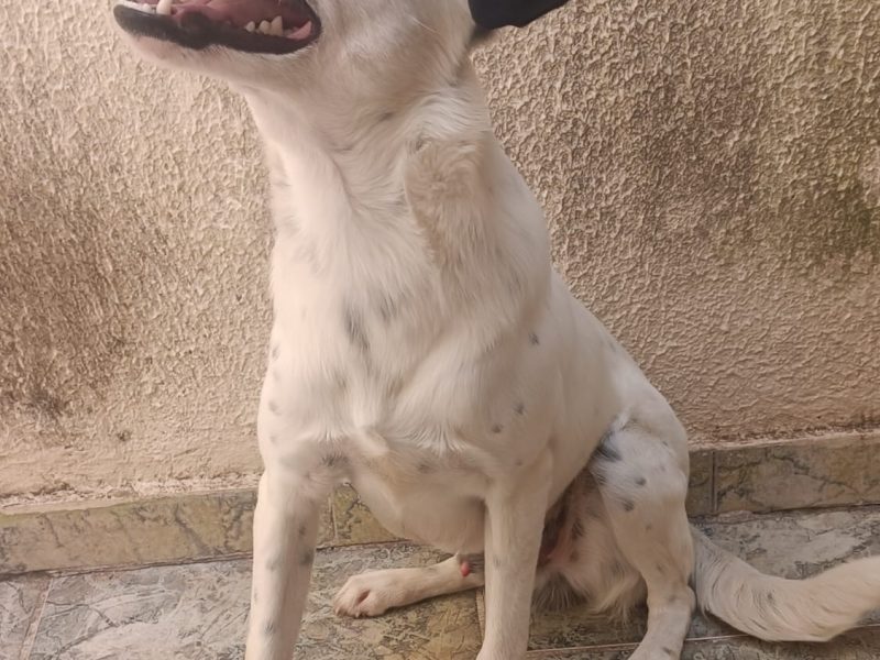 2 Cães (Adoção Urgente)