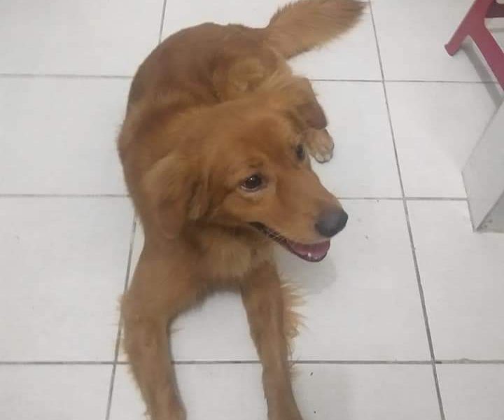 Thor (Adoção Urgente)