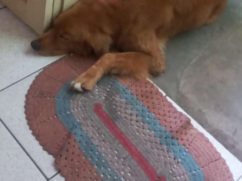 Thor (Adoção Urgente)