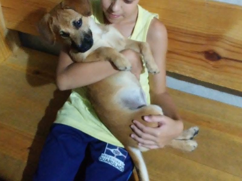 2 Cães (Adoção Urgente)