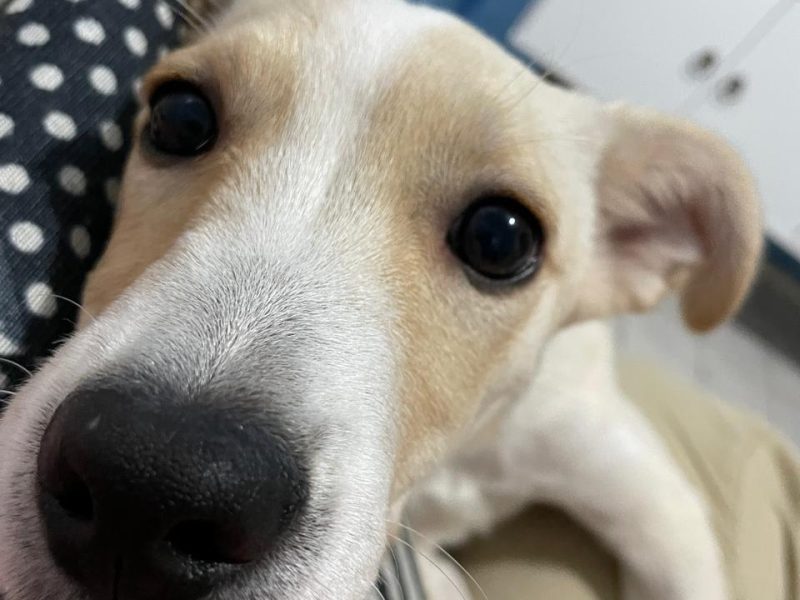 Piter (Adoção Urgente)