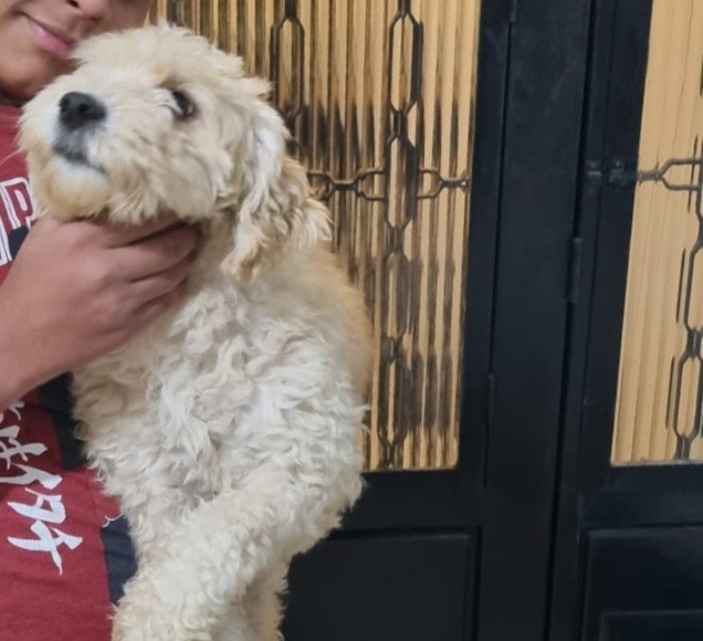 Theo (Adoção Urgente)