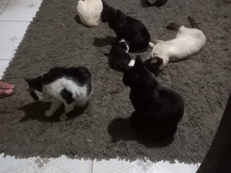Gatos (Adoção Urgente)