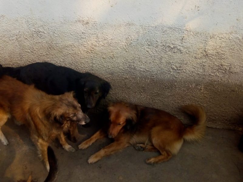 Cães (Adoção Urgente)
