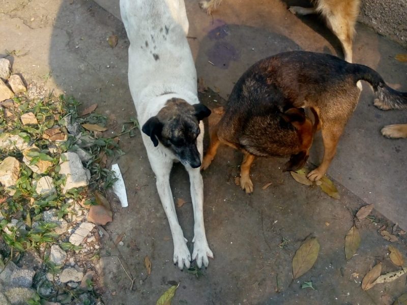 Cães (Adoção Urgente)