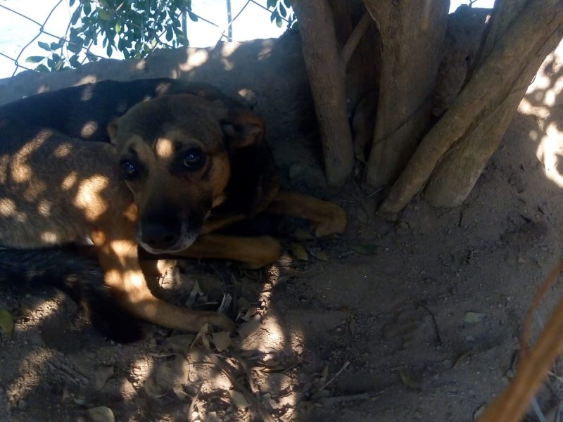 Cães (Adoção Urgente)
