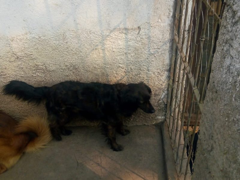 Cães (Adoção Urgente)