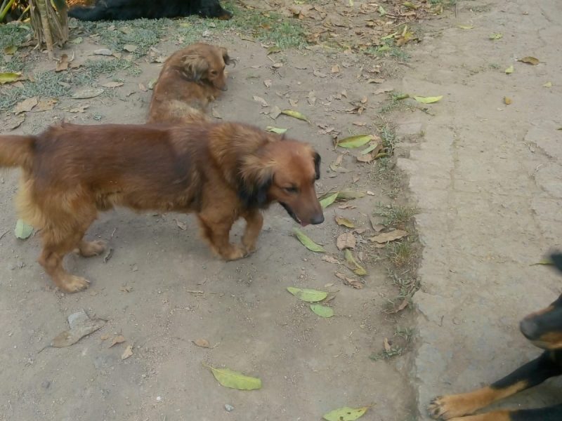 Cães (Adoção Urgente)