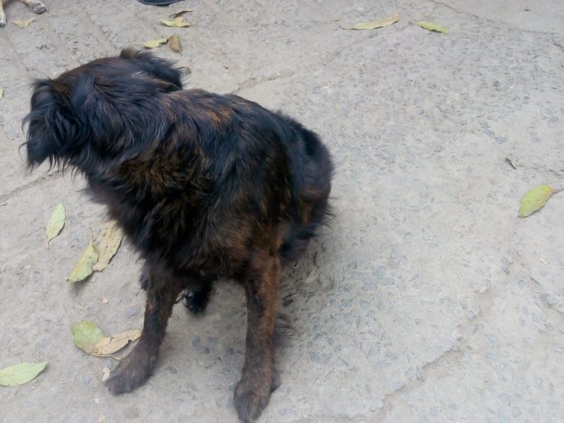 Cães (Adoção Urgente)