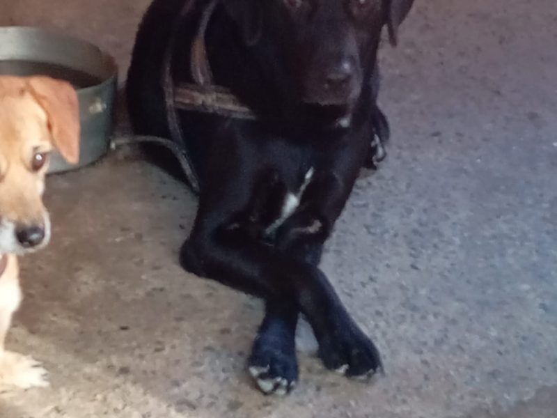 2 Cães (Adoção Urgente)