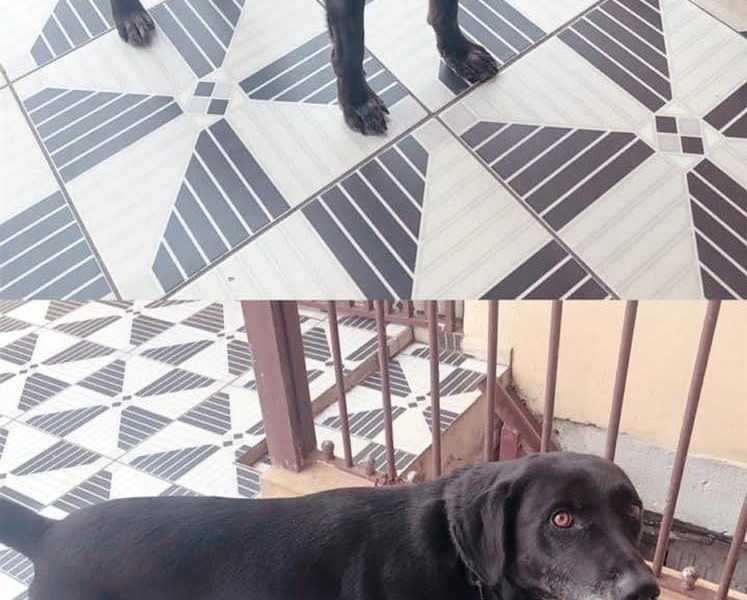 Romeu (Adoção Urgente)