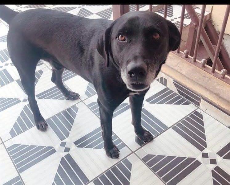Romeu (Adoção Urgente)