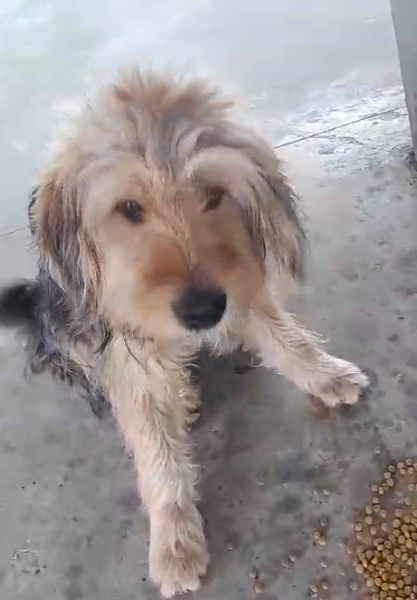 2 Cães (Adoção Urgente)