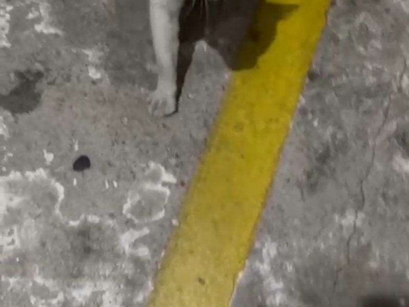 Porte M (Adoção Urgente)