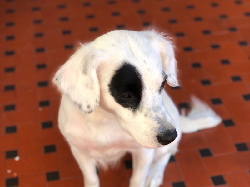 4 Cães (Adoção Urgente)