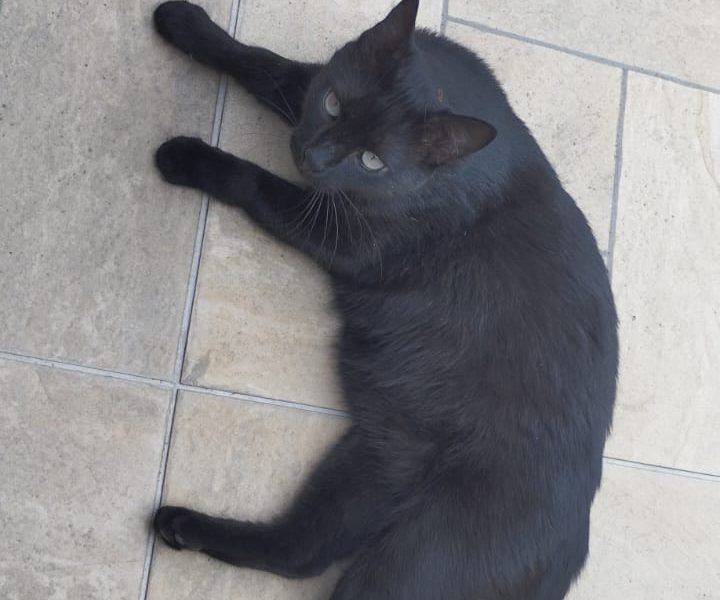 6 Gatos (Adoção Urgente)