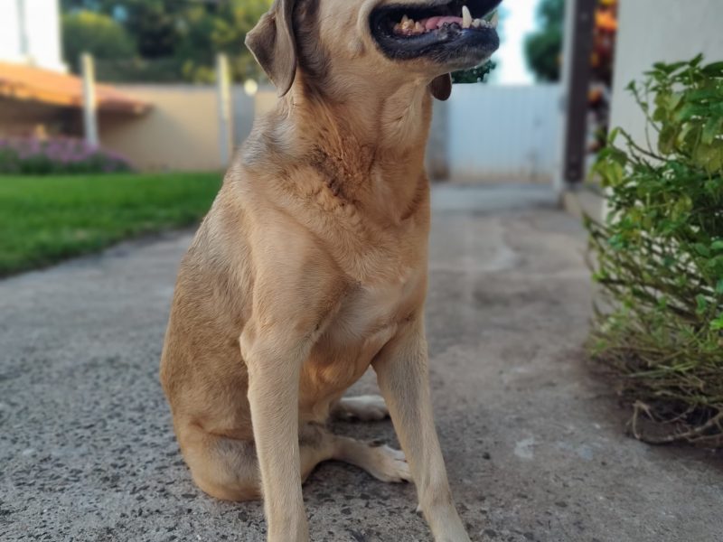 Maju (Adoção Urgente)