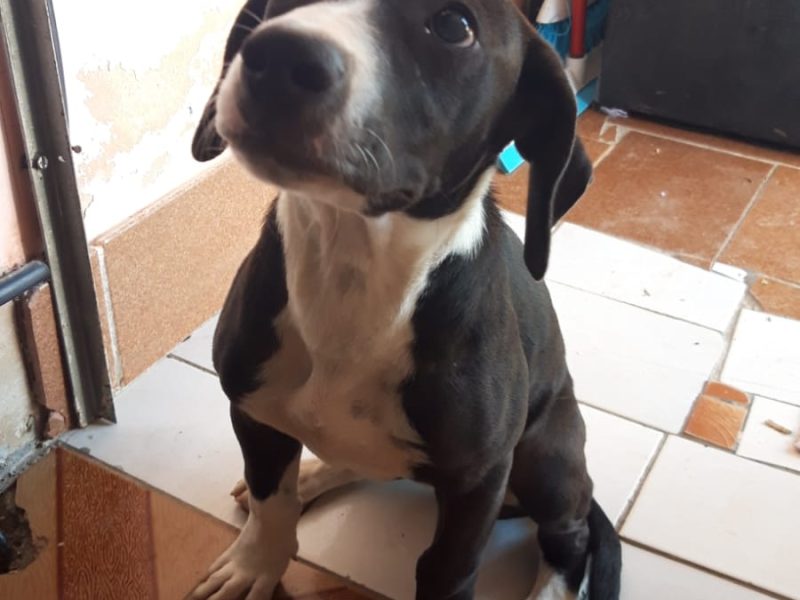 Leona (Adoção Urgente)