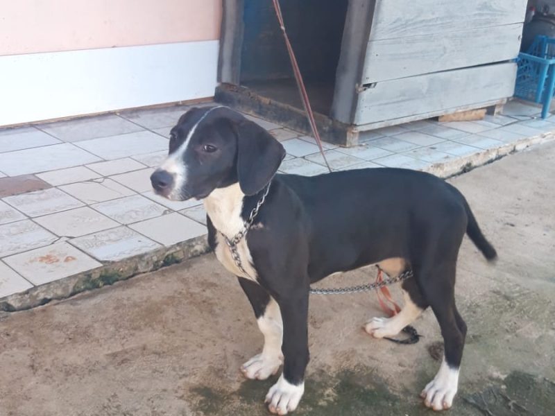 Leona (Adoção Urgente)
