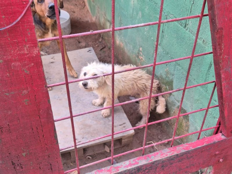3 Cães (Adoção Urgente)