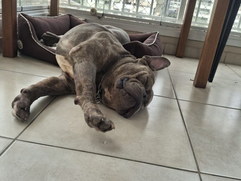 Thanos (Adoção Urgente)
