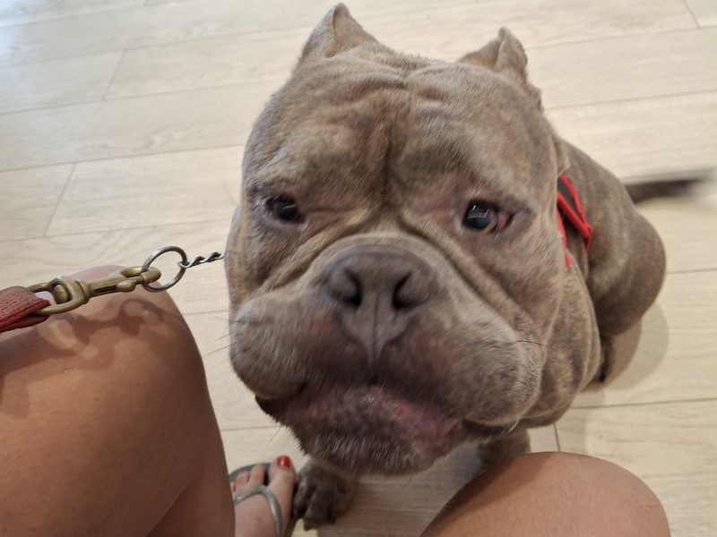 Thanos (Adoção Urgente)