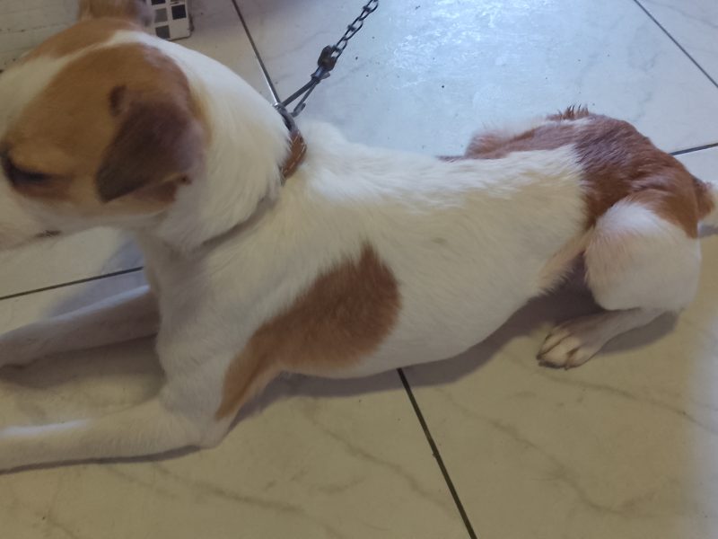 Thor (Adoção Urgente)