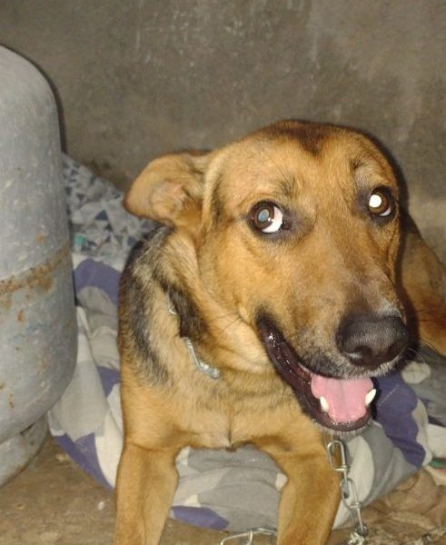 Bob (Adoção Urgente)