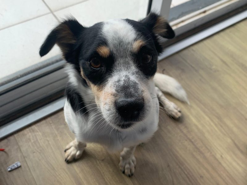 Tooby (Adoção Urgente)