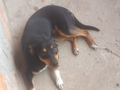 Mel (Adoção Urgente)