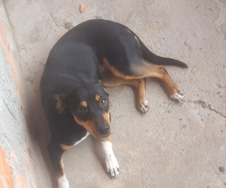 Mel (Adoção Urgente)