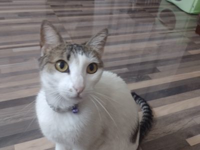 Milky (Adoção Urgente)