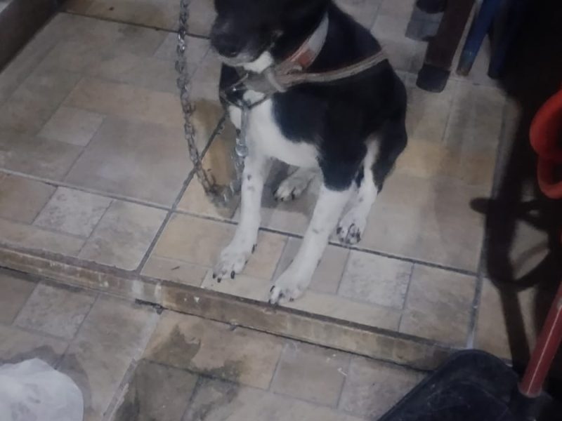 2 Cães (Adoção Urgente)
