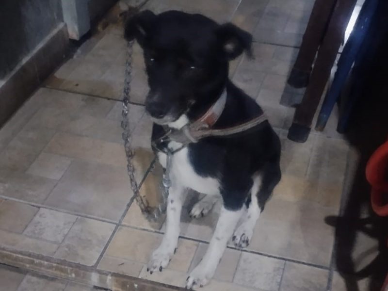 2 Cães (Adoção Urgente)