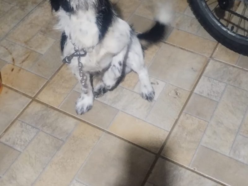2 Cães (Adoção Urgente)