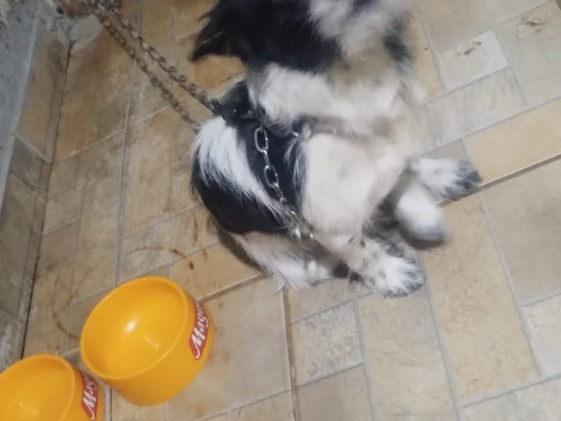 2 Cães (Adoção Urgente)