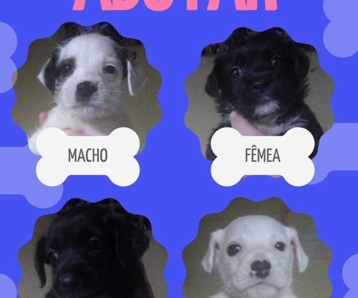 4 Filhotes (Adoção Urgente)
