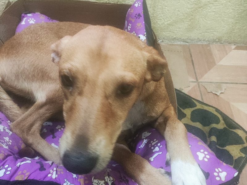 Mili (Adoção Urgente)